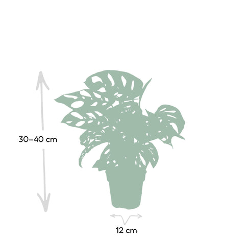 Monstera Monkey Leaf - Gatenplant - 30cm - Ø12