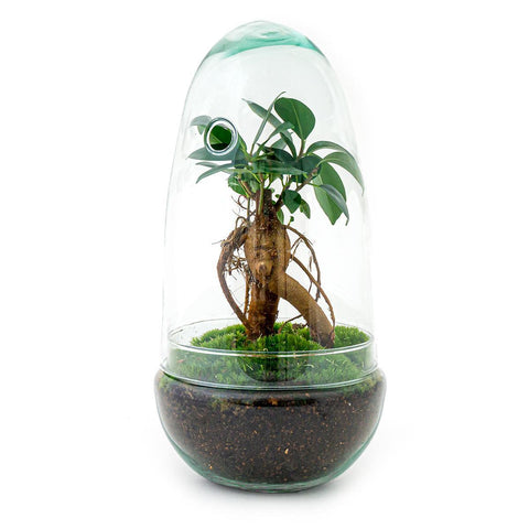 DIY terrarium - Egg Bonsai - ↑ 25 cm