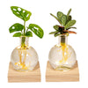 Duo Monstera en Calathea in Samoa glas met Led verlichting - 10cm - ø4