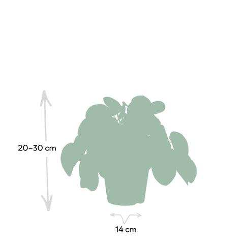 Image of Pilea Peperomiodes - Pannekoekenplant - 25cm - Ø15